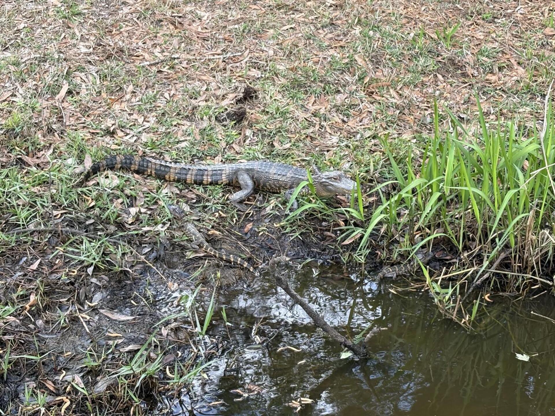 (Photo submitted by Doug7538592 on 03/29/2026)