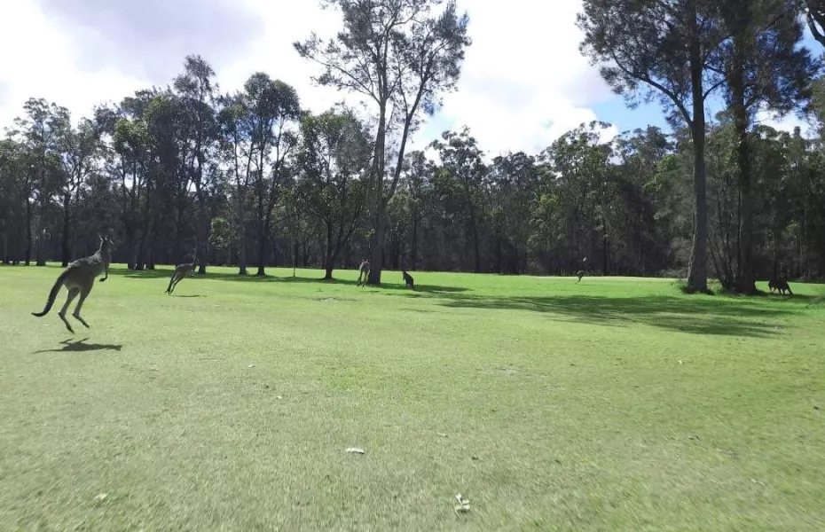 Club Callala RSL kangaroos