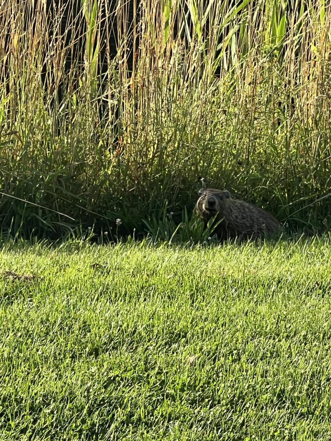 Heckler on 13 (Photo submitted by 8hcchF0fdyDFS9xqHqyL on 08/13/2024)