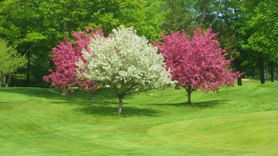 Petoskey Bay View CC