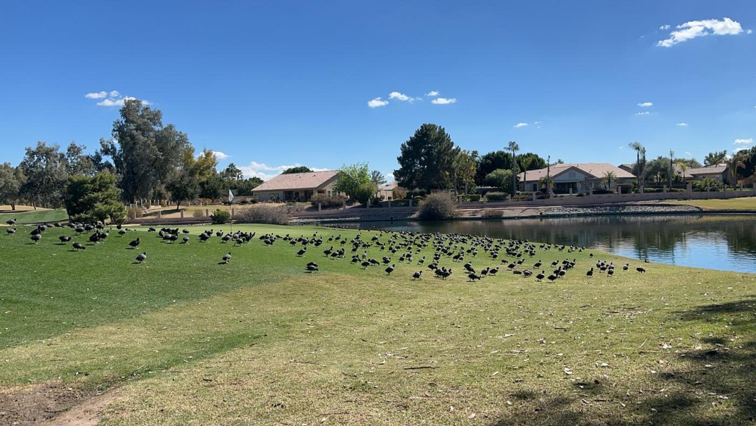 Bird poop and birds on 80 % of all holes & greens (Photo submitted by Govers on 02/23/2024)