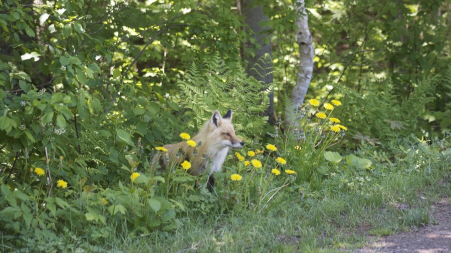 Green Gables G.C. - fox
