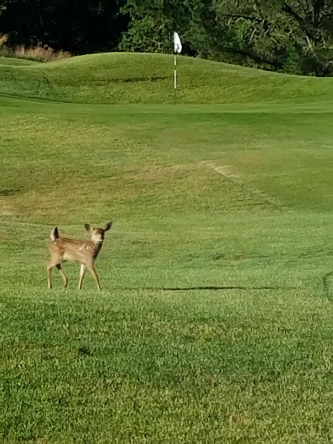 This is 1 of 2 young deer interested in me. (Photo submitted by Titaniumhen on 07/22/2017)