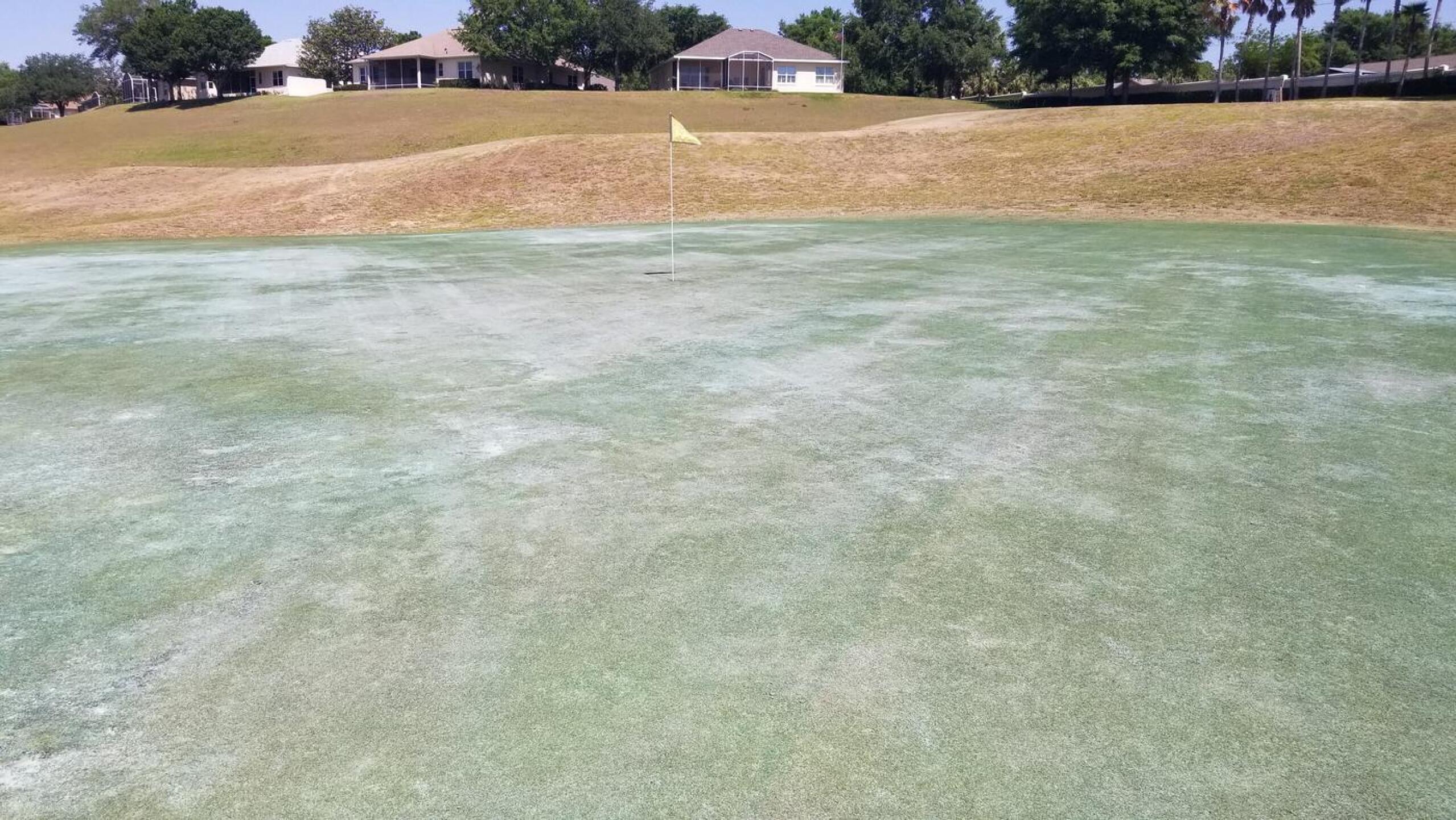 Painted greens (Photo submitted by csmith011 on 04/14/2021)