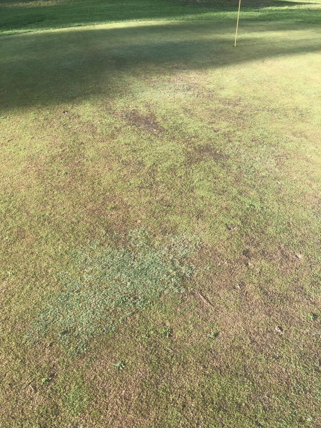 Photo of another green (Photo submitted by jlweininger on 08/11/2024)