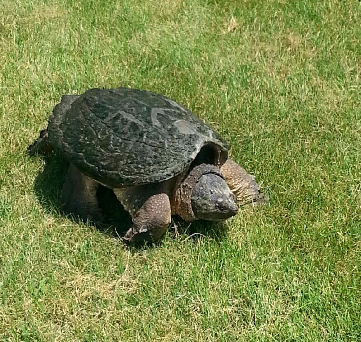 Watch out for Snappie the Turtle ok? (Photo submitted by DavidLaDuke on 07/22/2015)