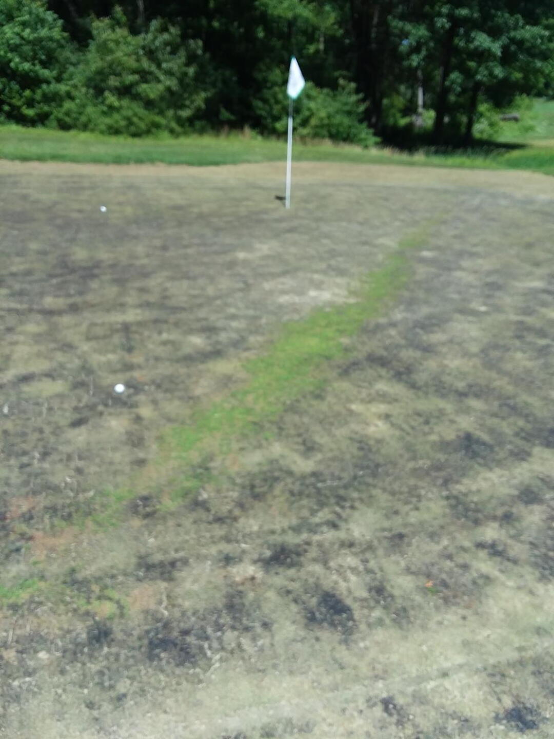The "greens" are the "blacks". (Photo submitted by u683954120 on 06/09/2019)