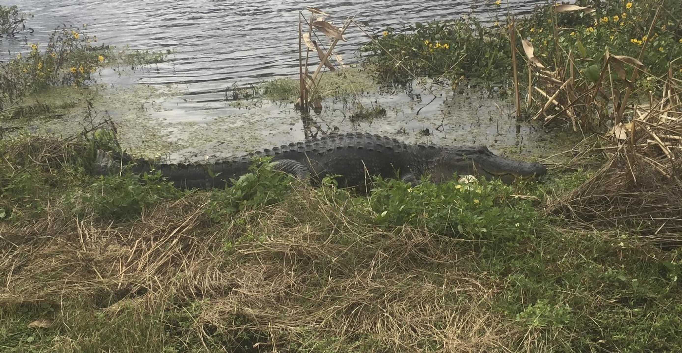 King George easily a 12 footer own the pond. (Photo submitted by rickoberson on 12/15/2020)