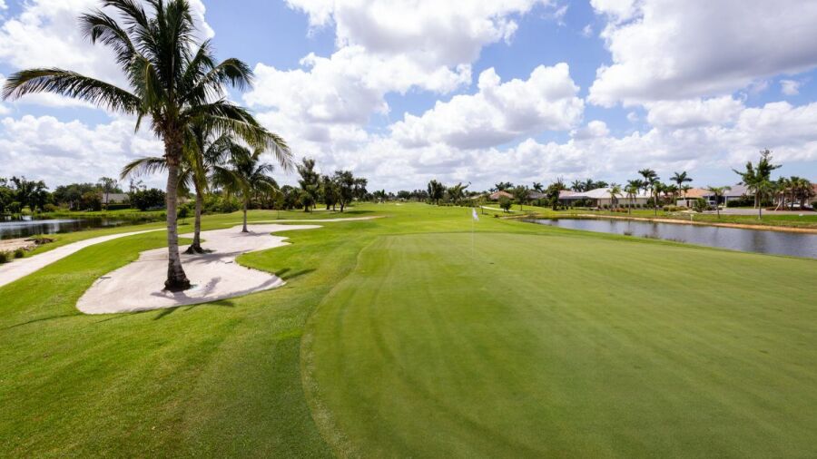 Hibiscus GC