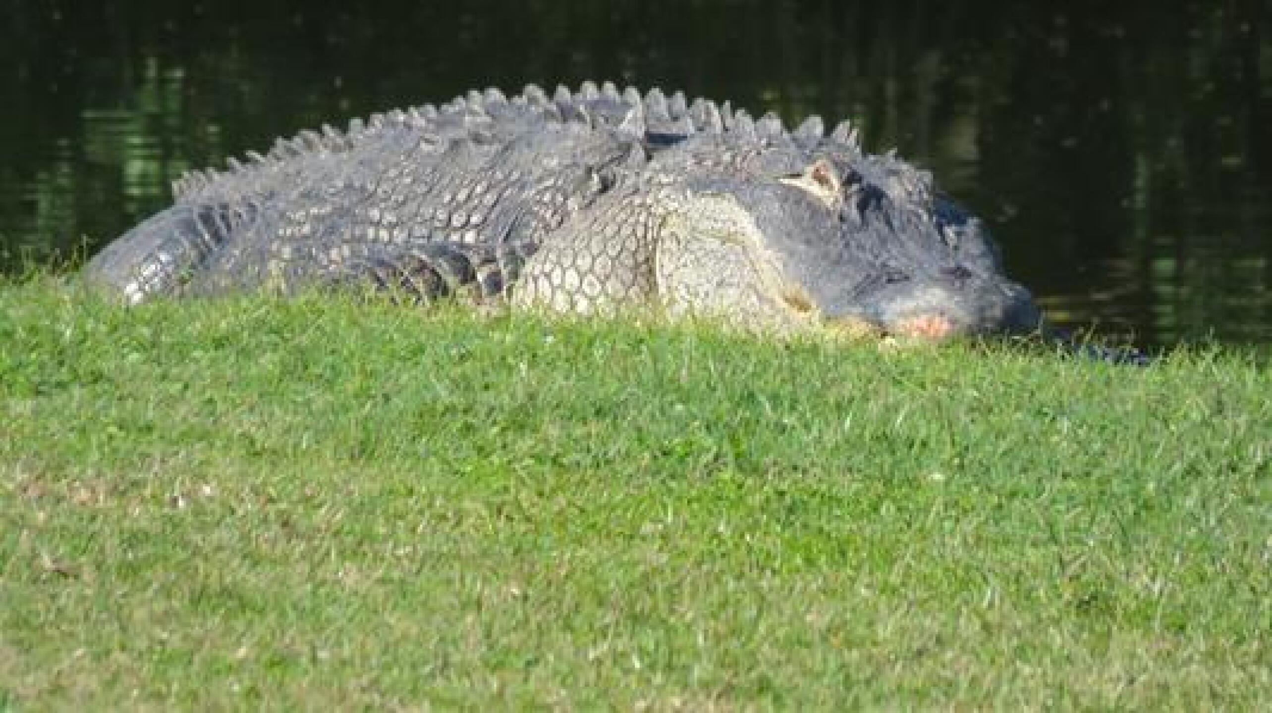 Thumper by the tee box.... (Photo submitted by u060228832 on 02/08/2015)
