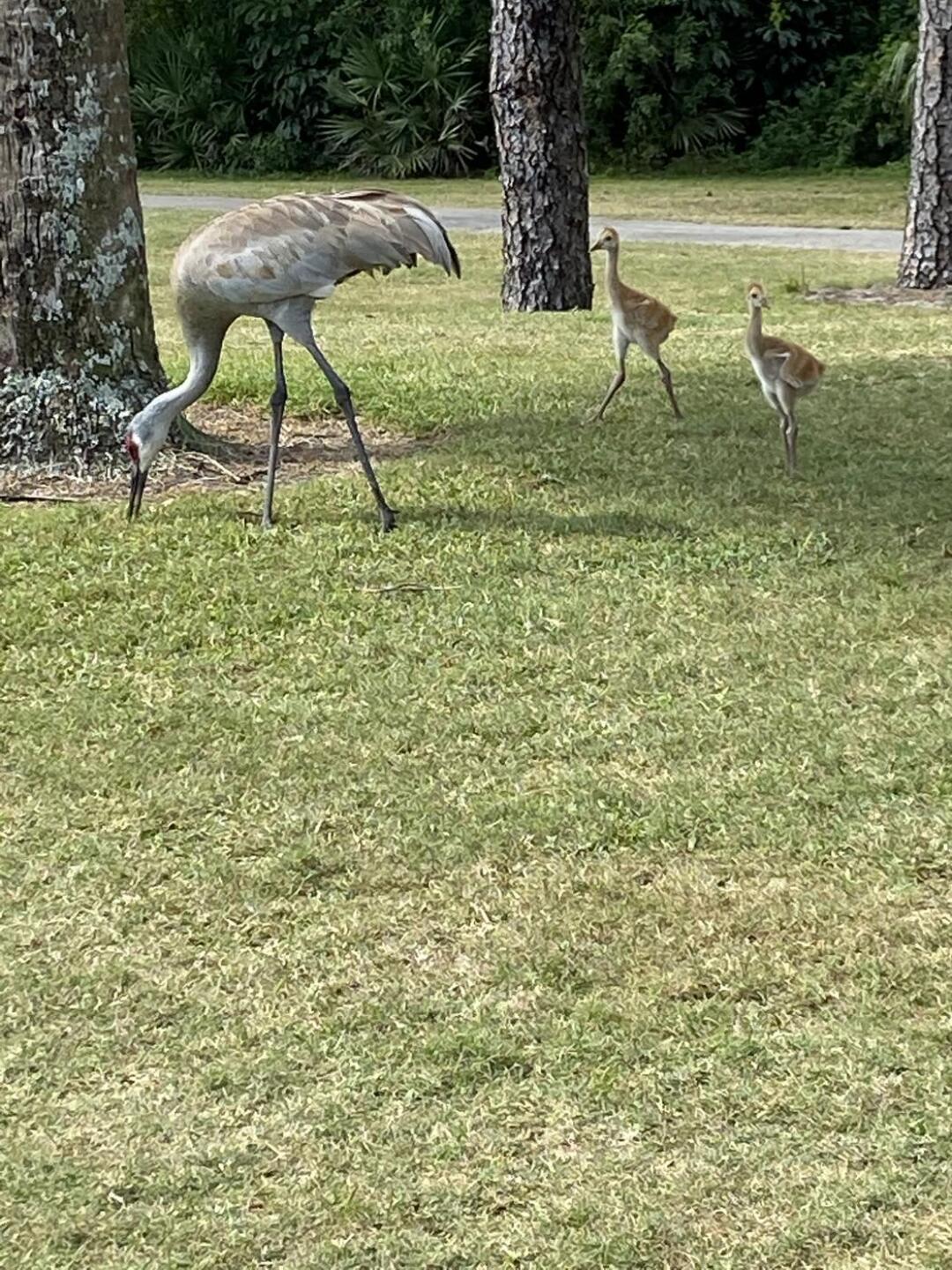 New found friends (Photo submitted by u314159809109 on 03/16/2021)