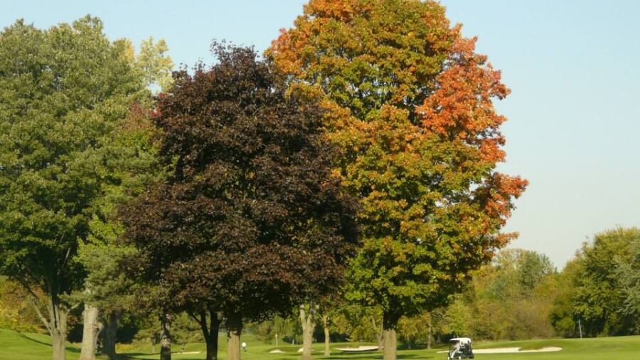 Western CC