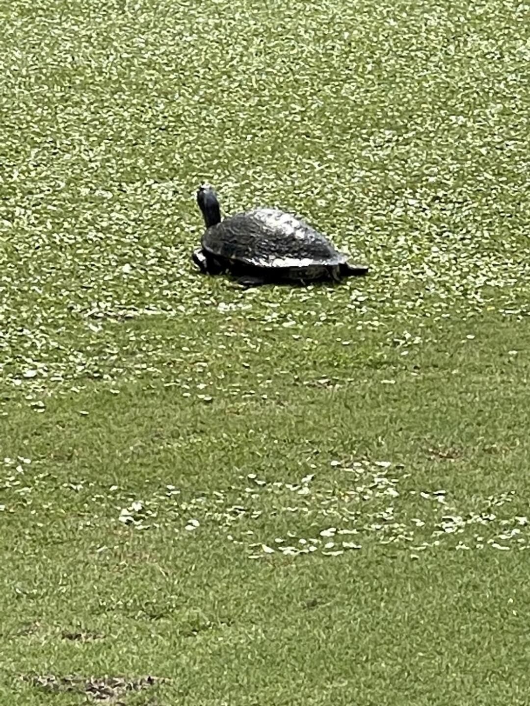 Turtle in middle of fairway (Photo submitted by u314162583747 on 05/10/2023)