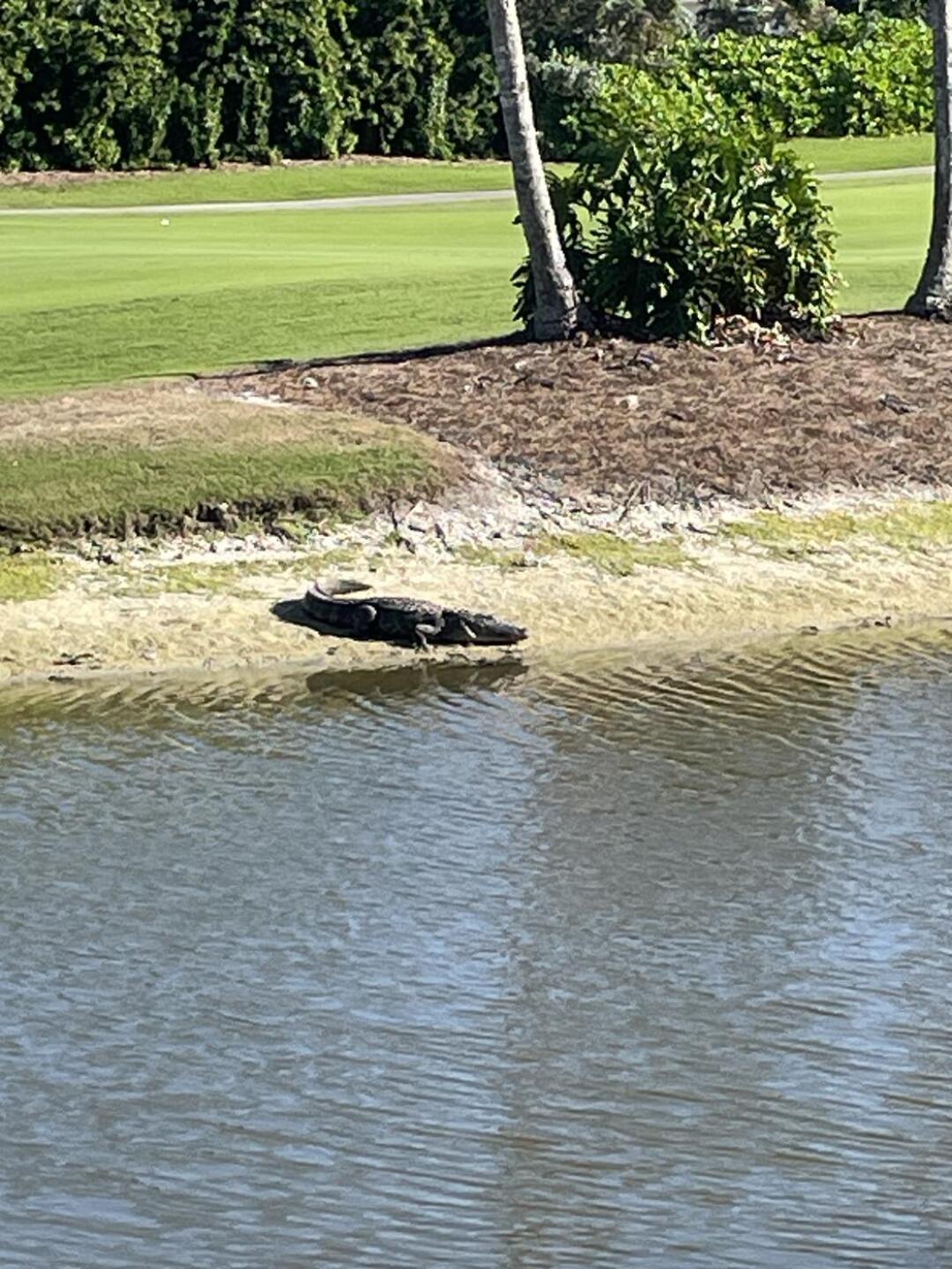 Gator of course (Photo submitted by u604442083 on 12/31/2025)