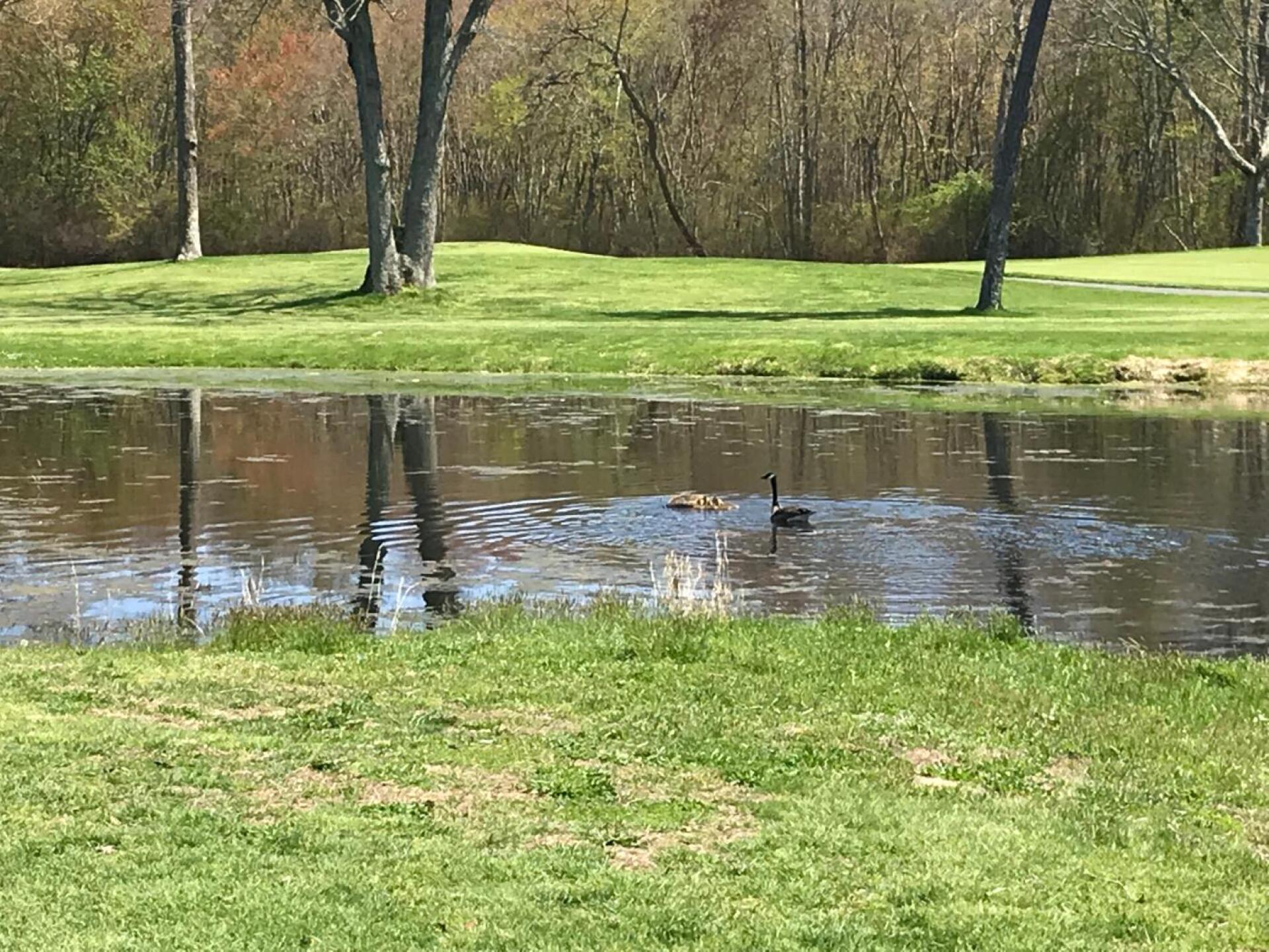 Momma and her brood (Photo submitted by Peter7155501 on 05/09/2019)
