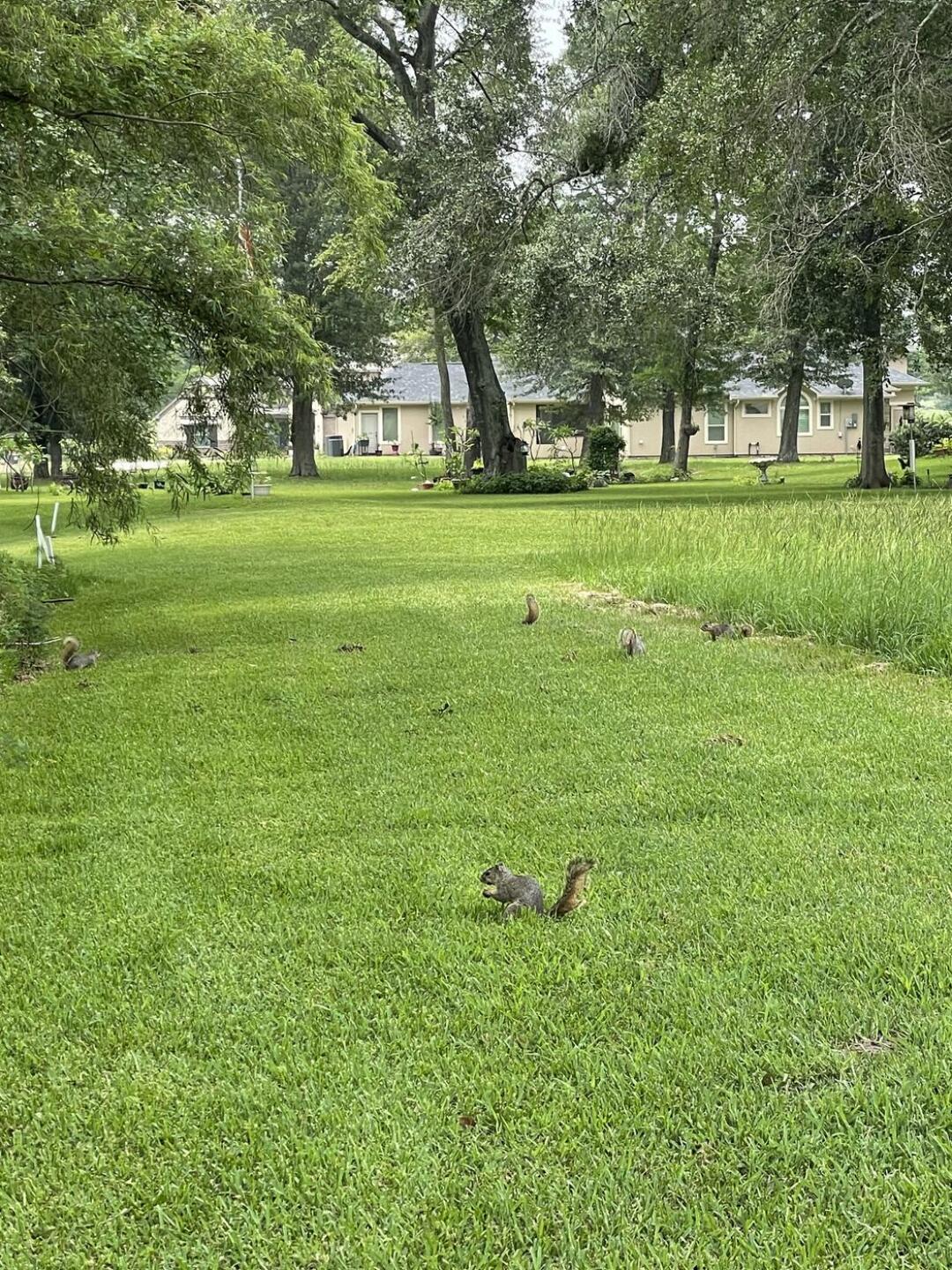 (Photo submitted by Sancho333 on 06/18/2023)