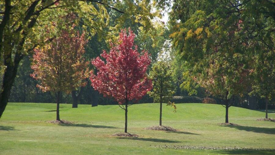 Bloomingdale GC