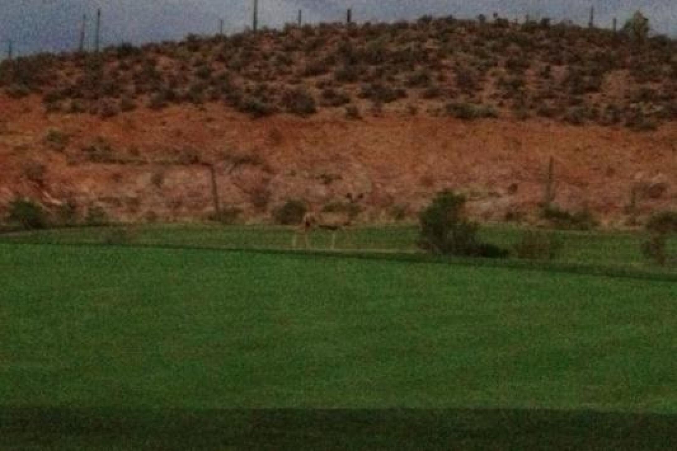 Little fuzzy as she was on the opposite side of the green and almost dark out. (Photo submitted by tstamback on 08/24/2013)