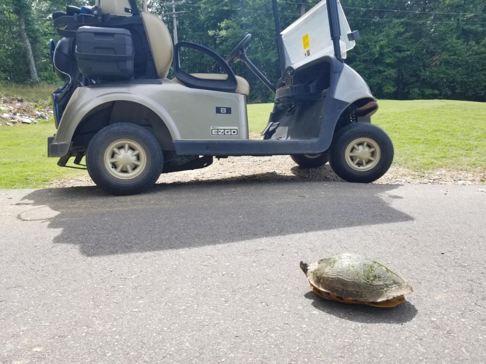 He had right of way (Photo submitted by Lewwwis on 06/18/2019)