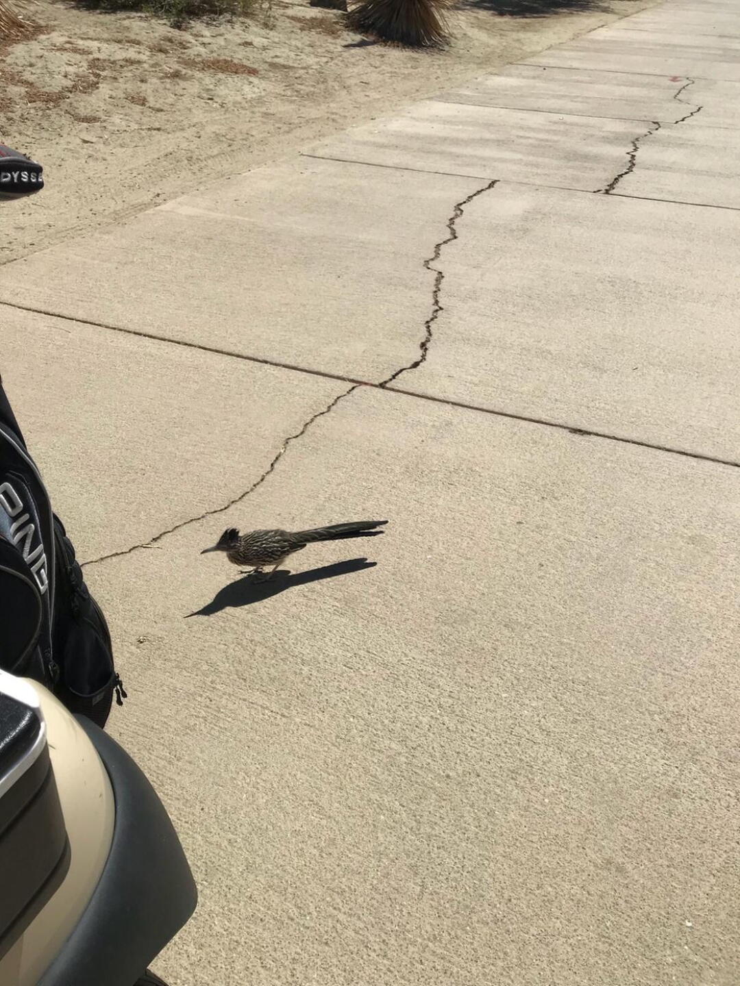 Beep Beep (Photo submitted by GREGCGOLFER on 09/16/2018)