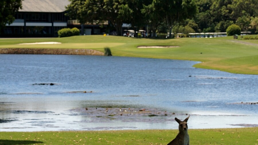 Palmer Coolum Golf Club - Kangaroos