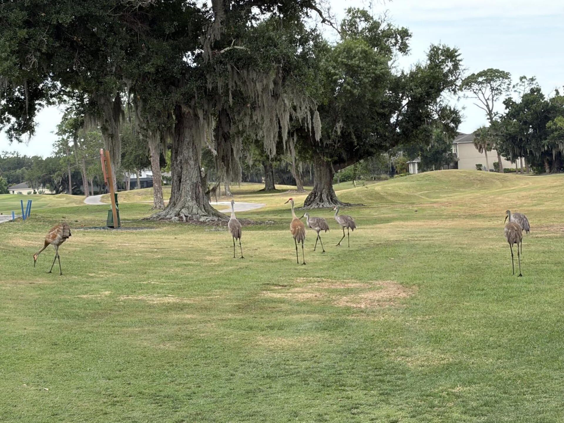 Sand Hill Cranes at Bent Tree CC. (Photo submitted by u6368488 on 05/12/2026)