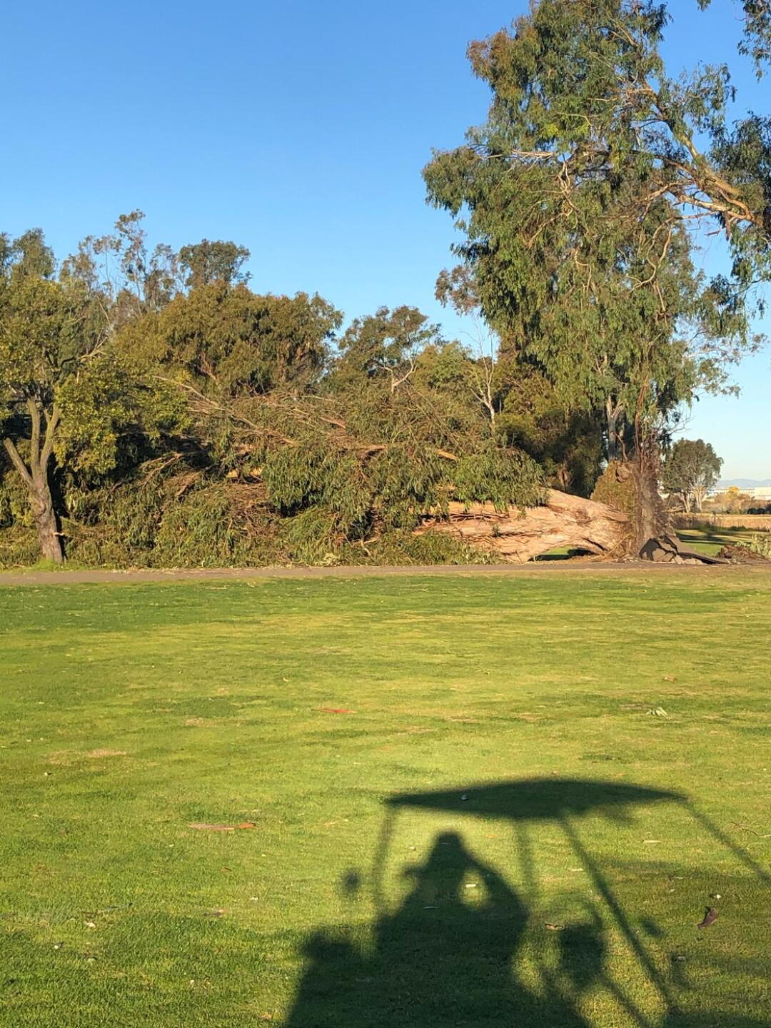 1 of many downed trees. (Photo submitted by ryanarcuri on 02/13/2020)