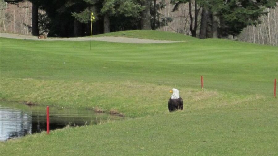Storey Creek GC: #9
