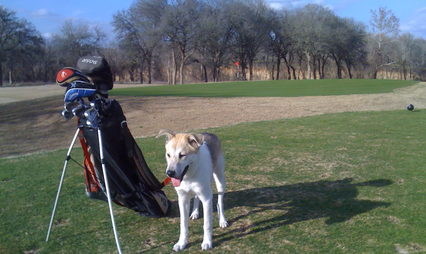 Kerby the dog at Jimmy Clay Golf Course
