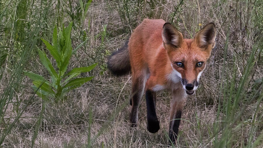 Twisted Dune Golf Club - fox