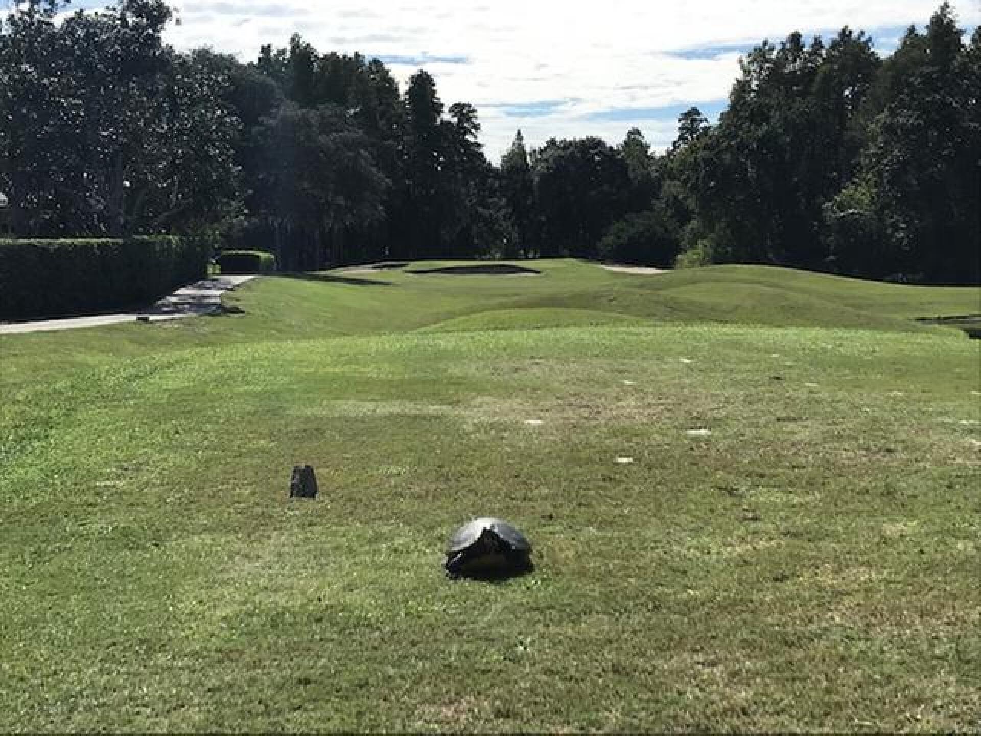 Slow on the tee (Photo submitted by r02petur on 10/25/2018)