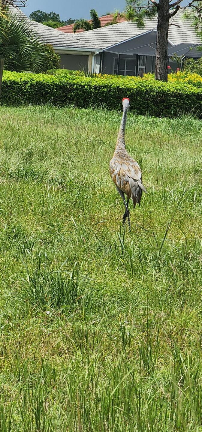 wildlife (Photo submitted by Shuelessjo63 on 09/09/2022)