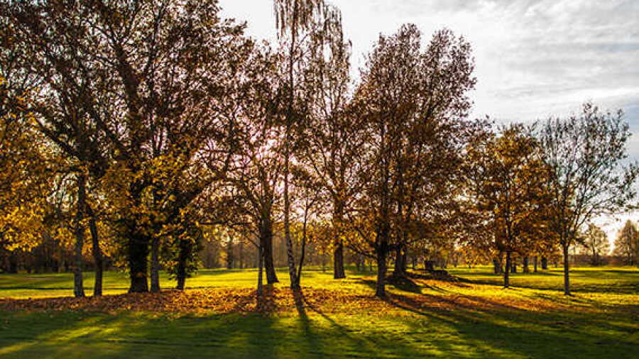 Gouverneur GC - Soche