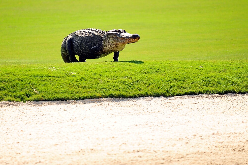 TPC Louisiana golf course, alligator