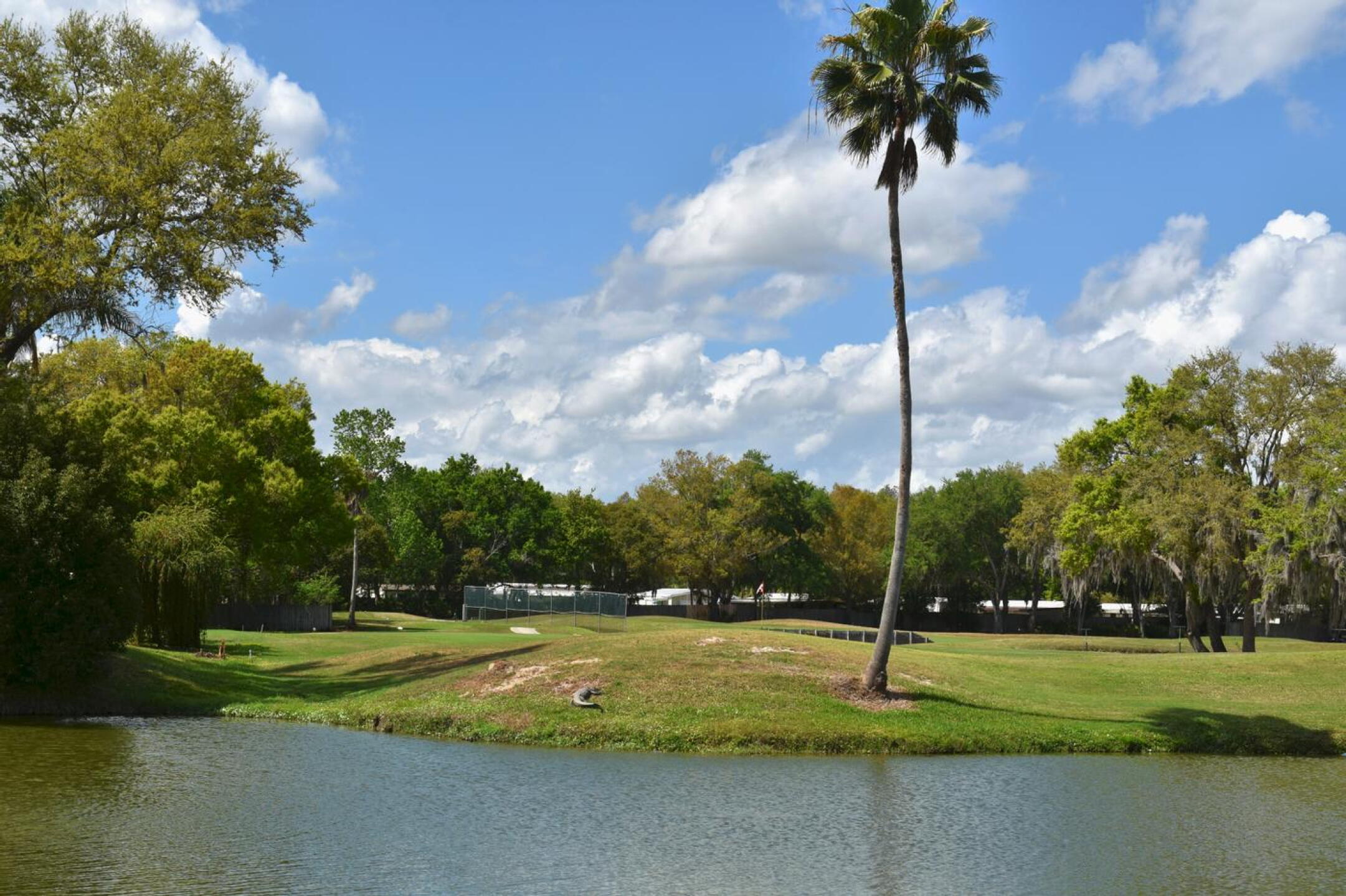 On the bank behind the par-3 third hole is a robust American alligator who appears to be napping in the sun. (Photo submitted by AptlyLinked on 03/14/2026)