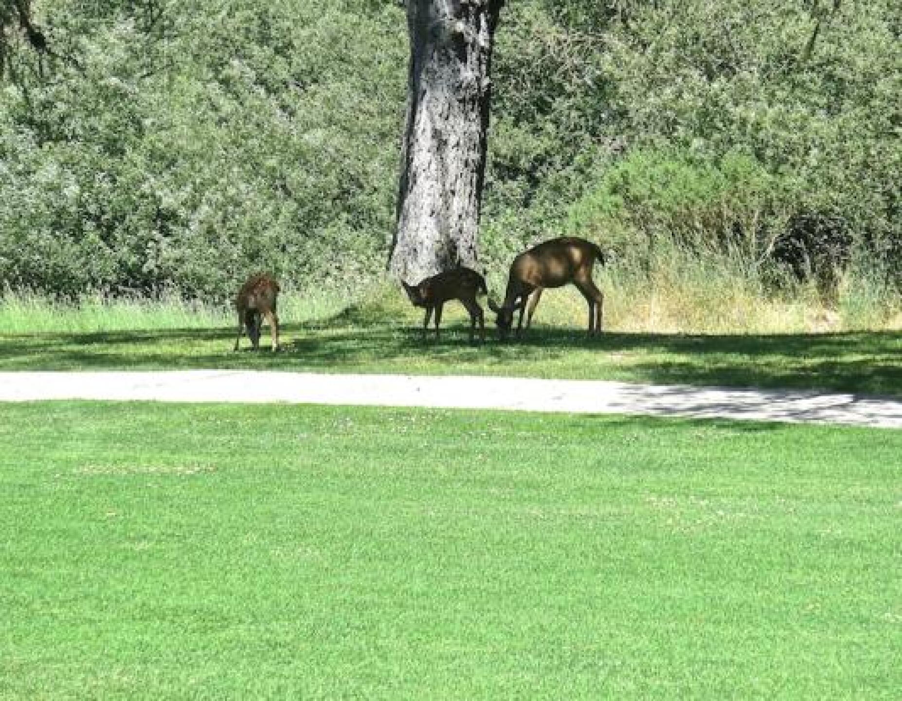 Mother and two fawns. (Photo submitted by antiqmeister on 05/30/2014)