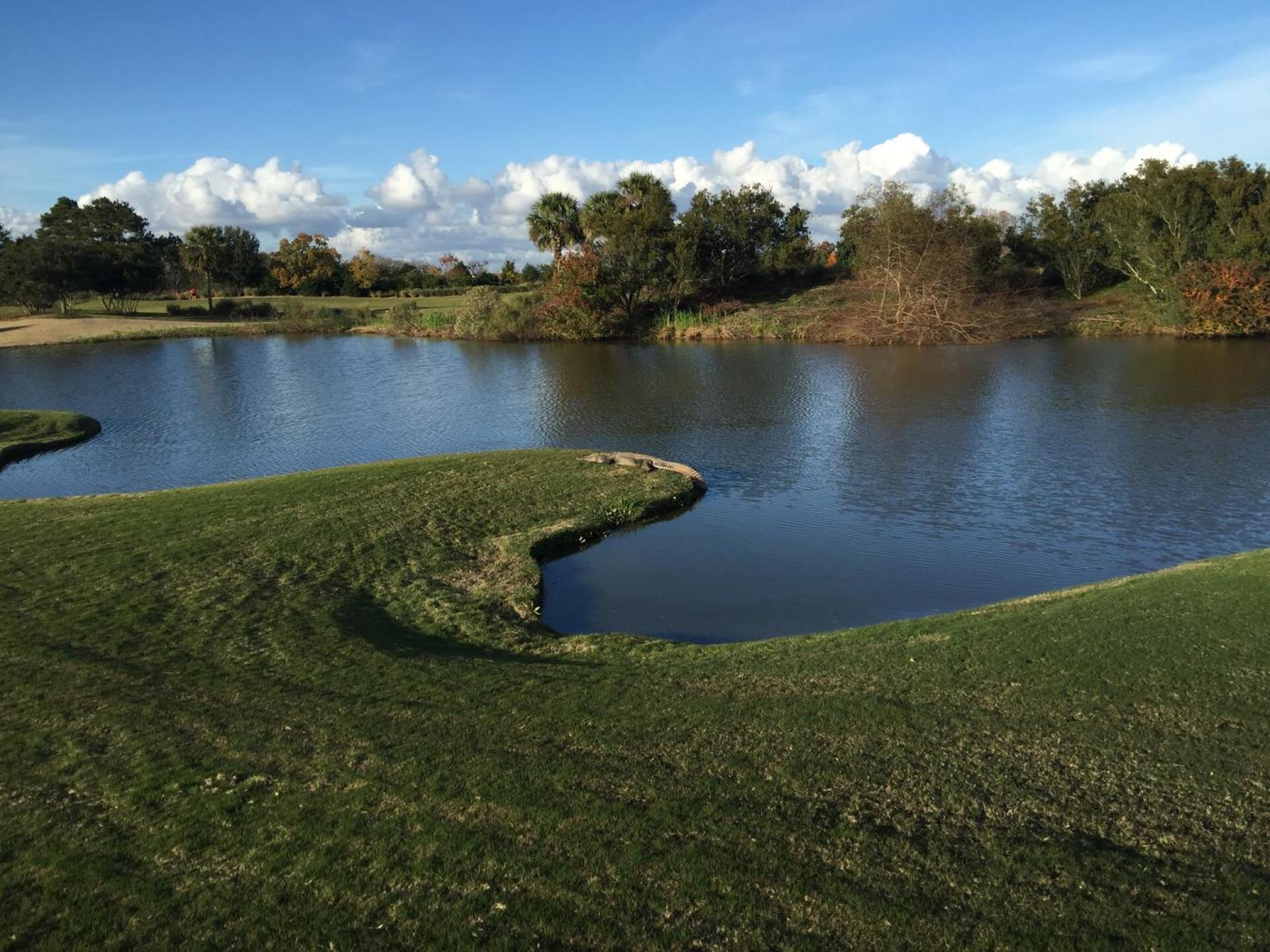 Friendly Alligator on Par 3. (Photo submitted by u000005124208 on 12/14/2015)