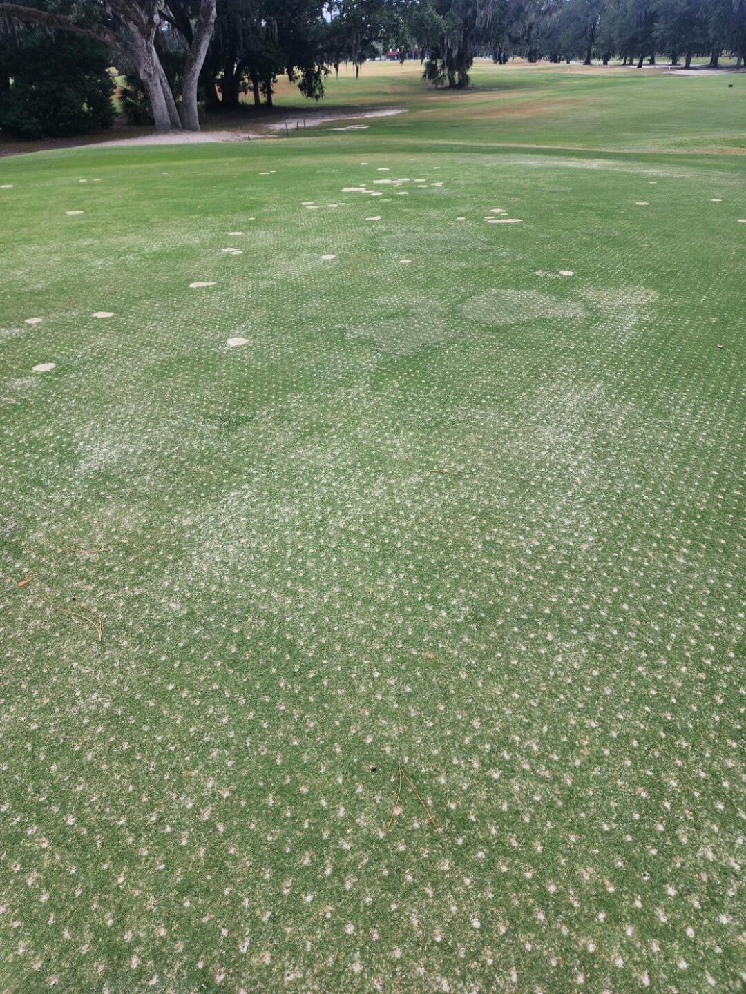 PUNCHED GREENS (Photo submitted by hughesjam on 06/11/2024)