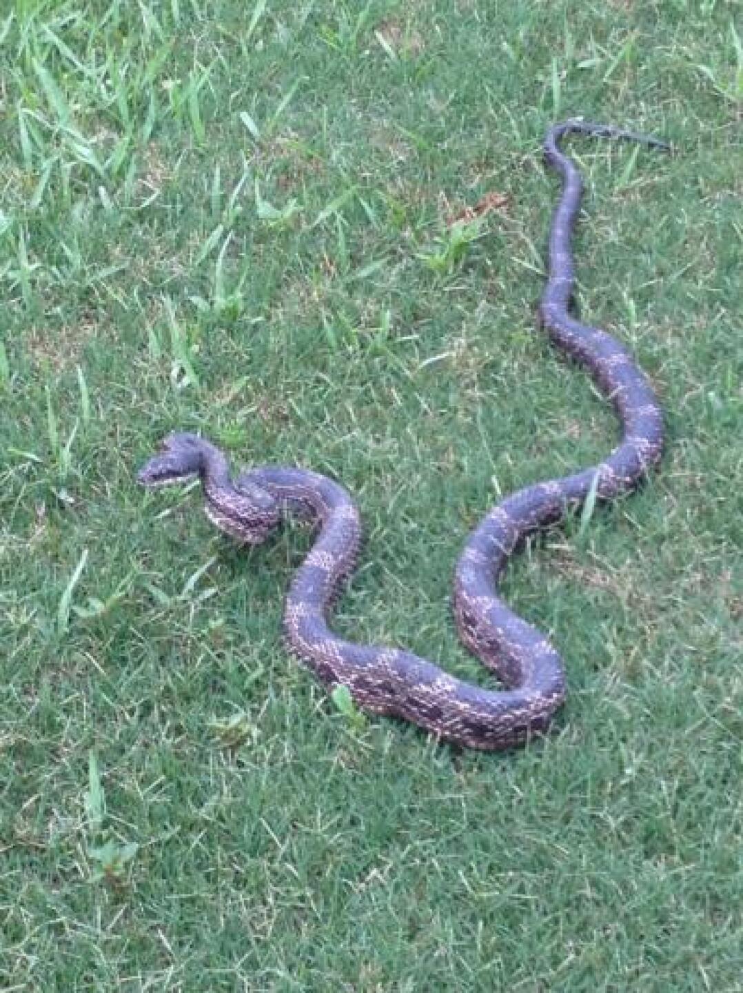 between the tee boxes on 18. saw one earlier at the edge of woods on 7 i believe (Photo submitted by nick9372169 on 06/13/2013)