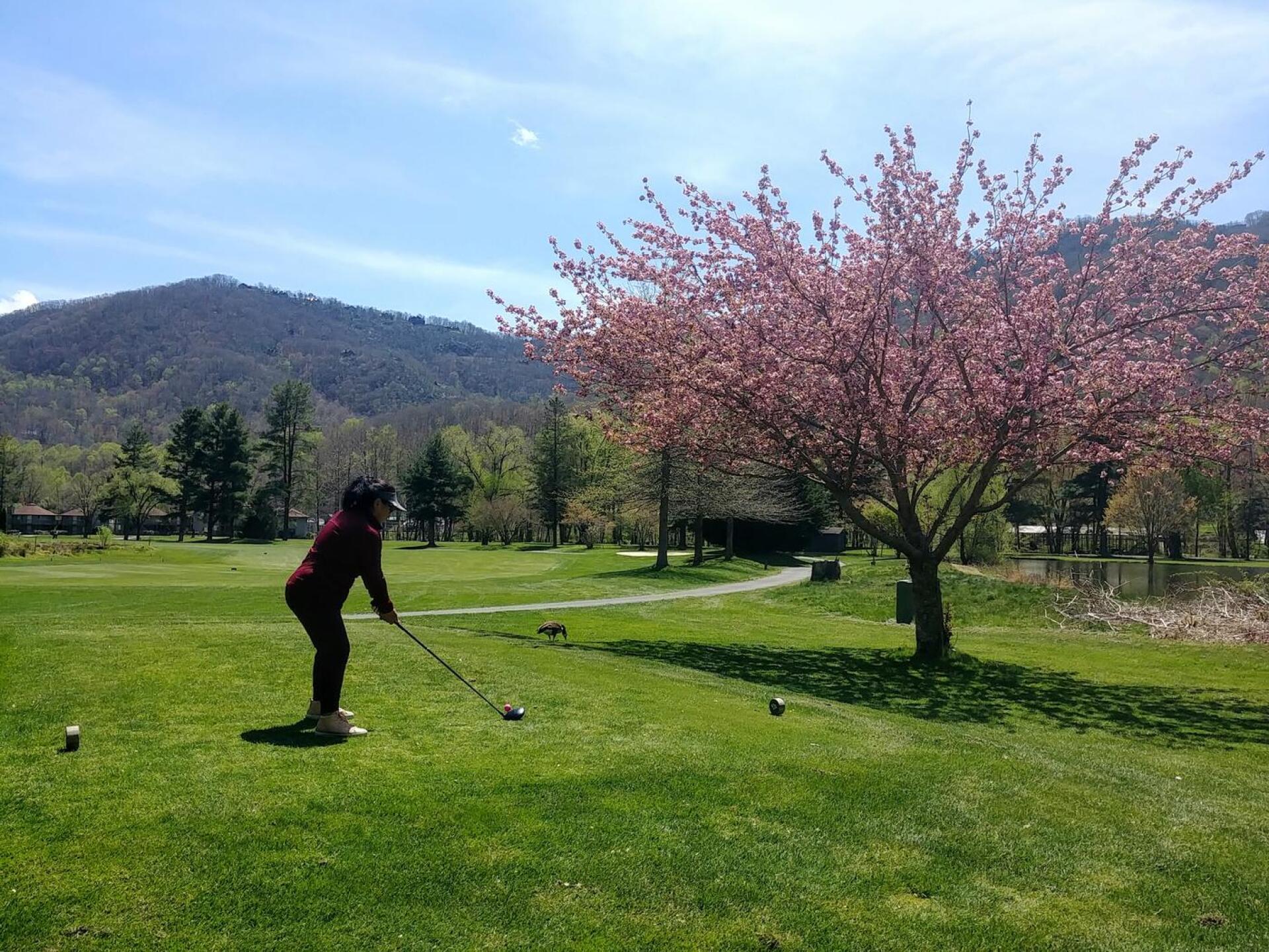 Beautiful spring colors at Maggie Valley golf (Photo submitted by kim3112450 on 04/16/2021)