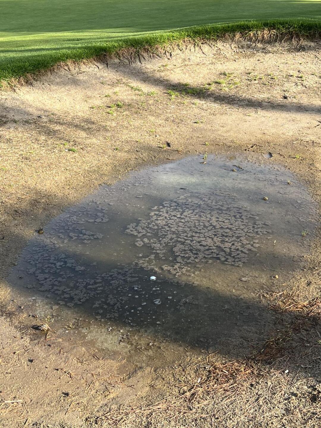 We’re in a drought yet somehow there is standing water in this “bunker” (Photo submitted by u314162310633 on 06/04/2022)