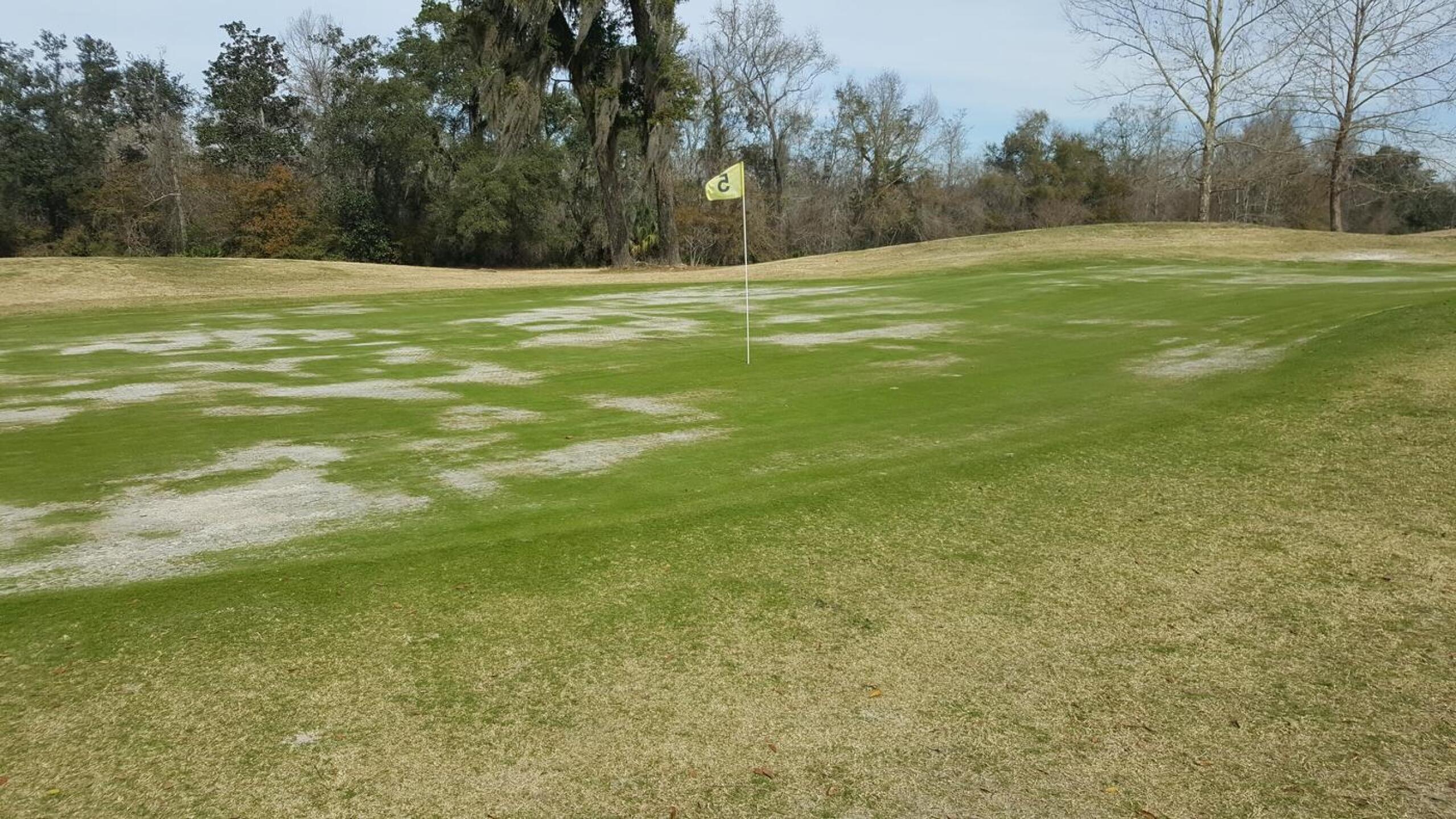 Every Green Was Like This (Photo submitted by rorykrivit on 02/01/2021)