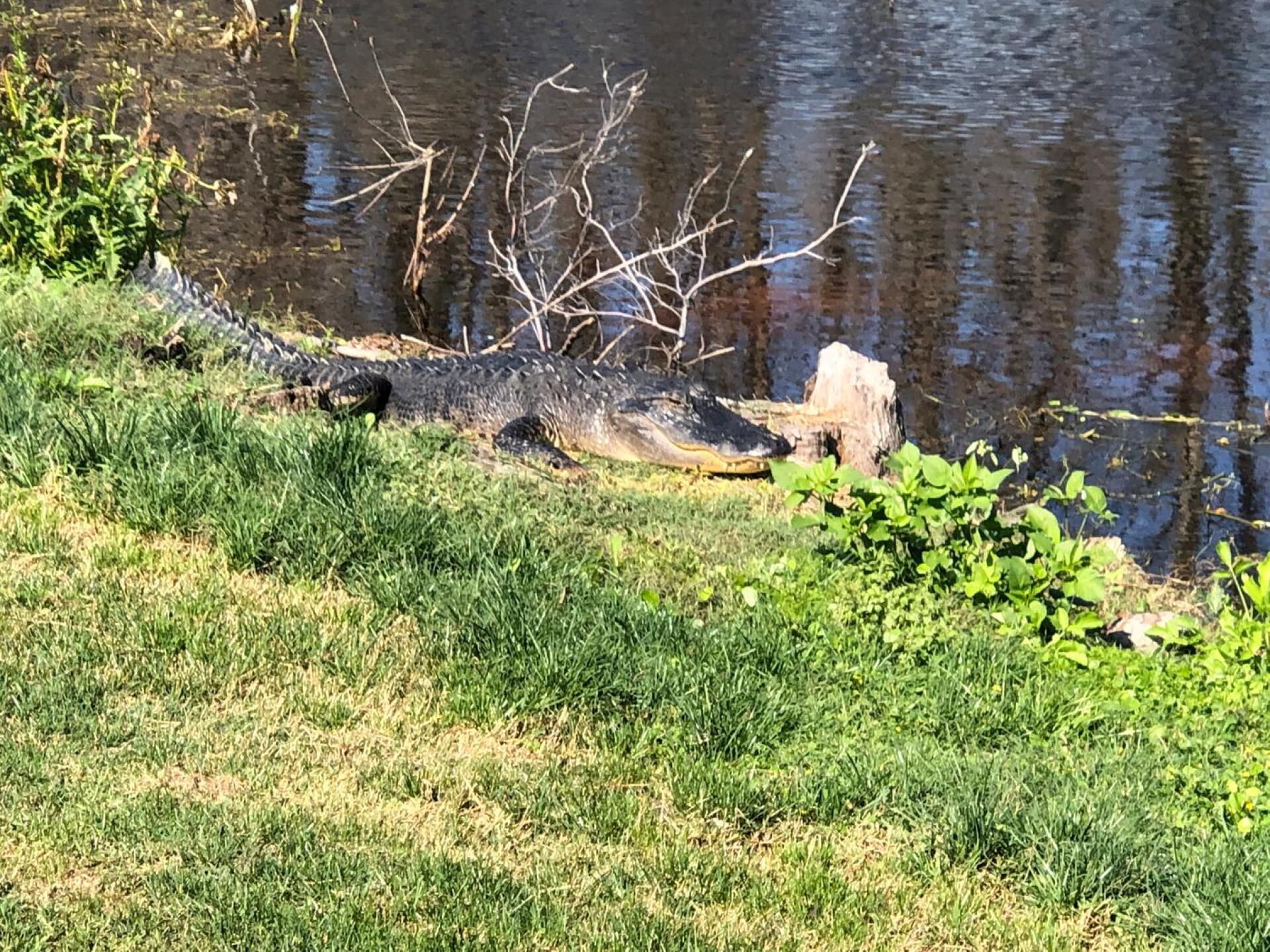 Another Deer island gator (Photo submitted by HighHook on 02/28/2020)