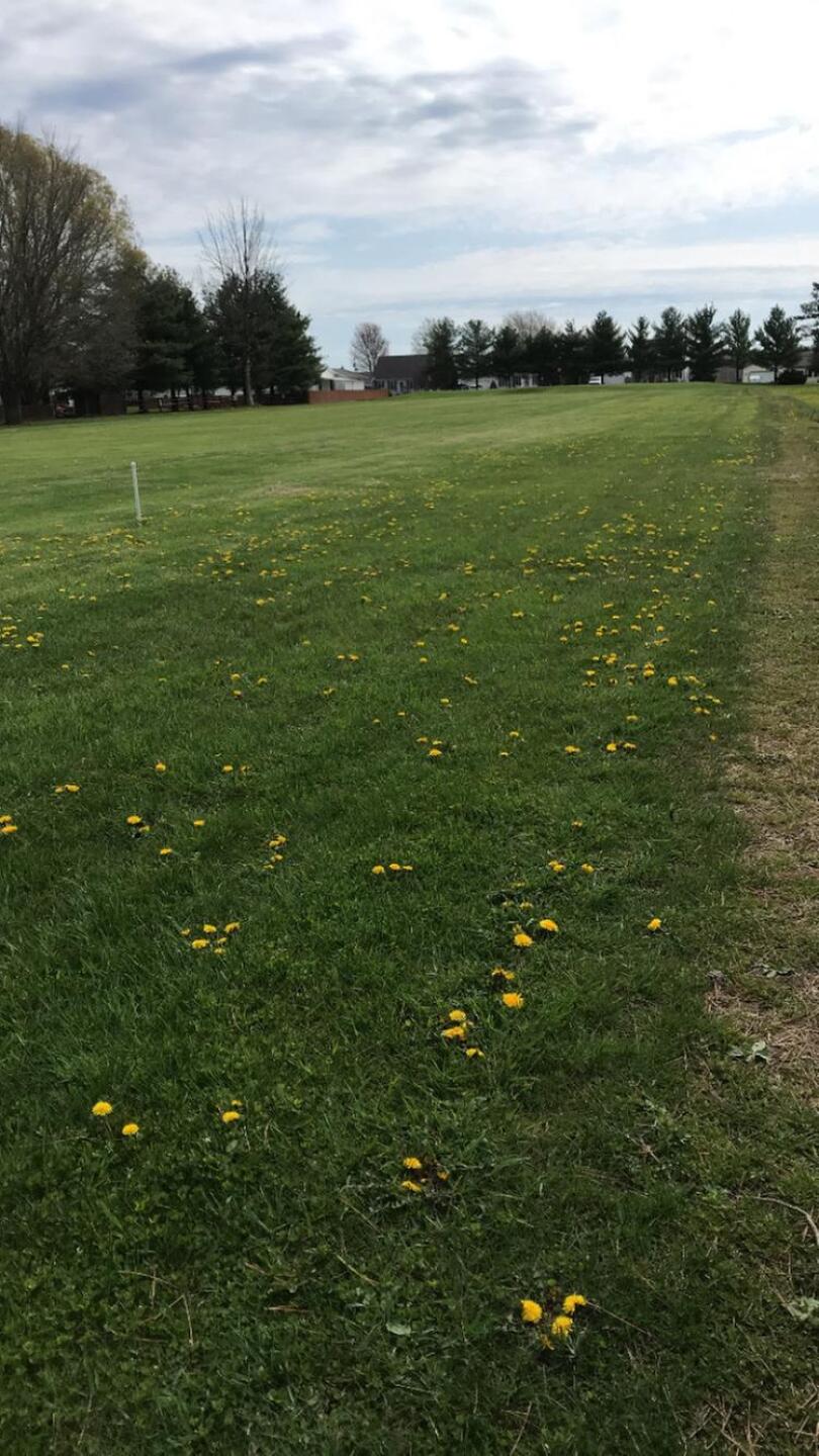 Dandelions everywhere (Photo submitted by hitchcocks on 05/03/2020)