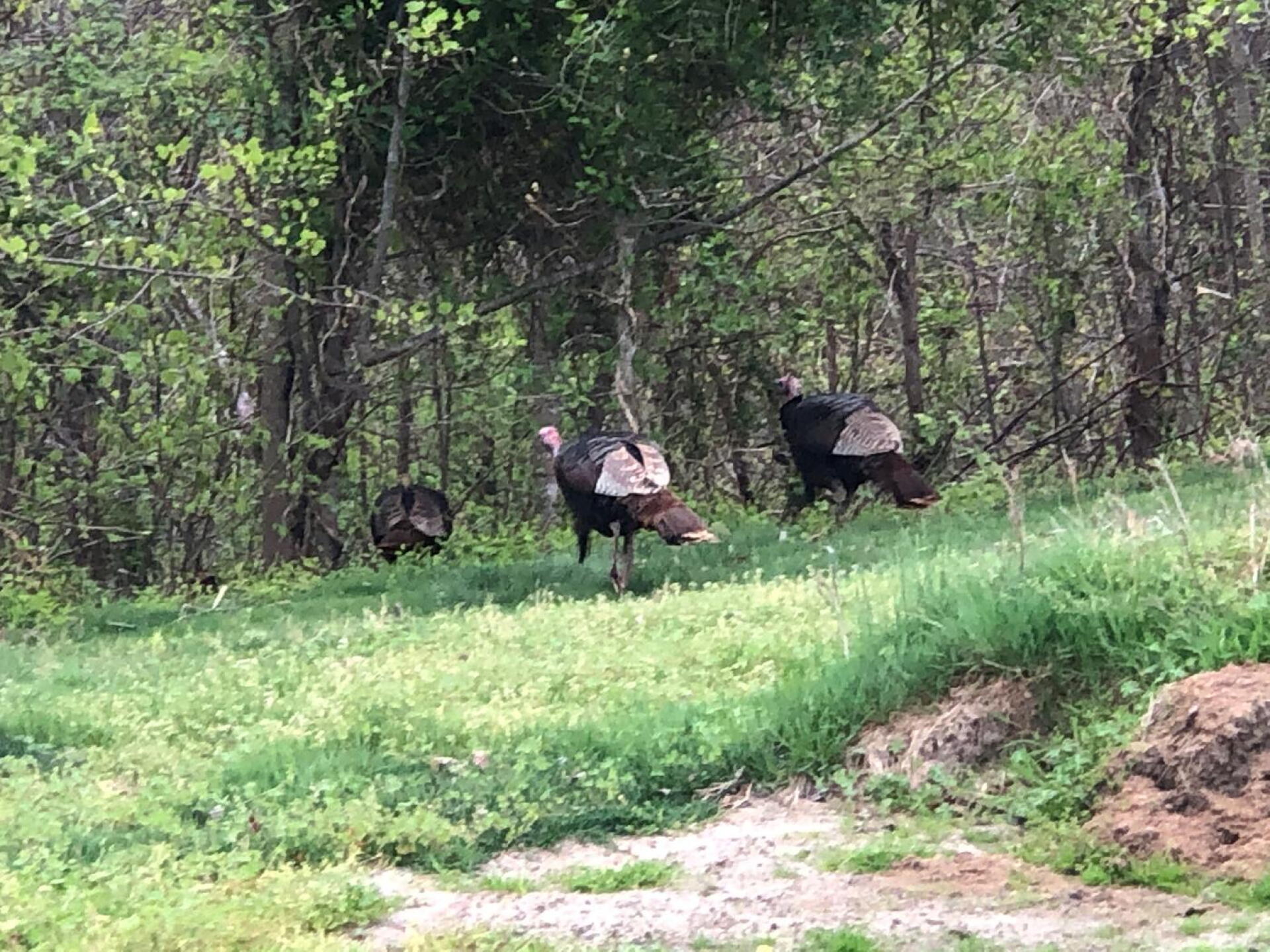 wild turkeys (Photo submitted by Caboomer on 04/29/2021)