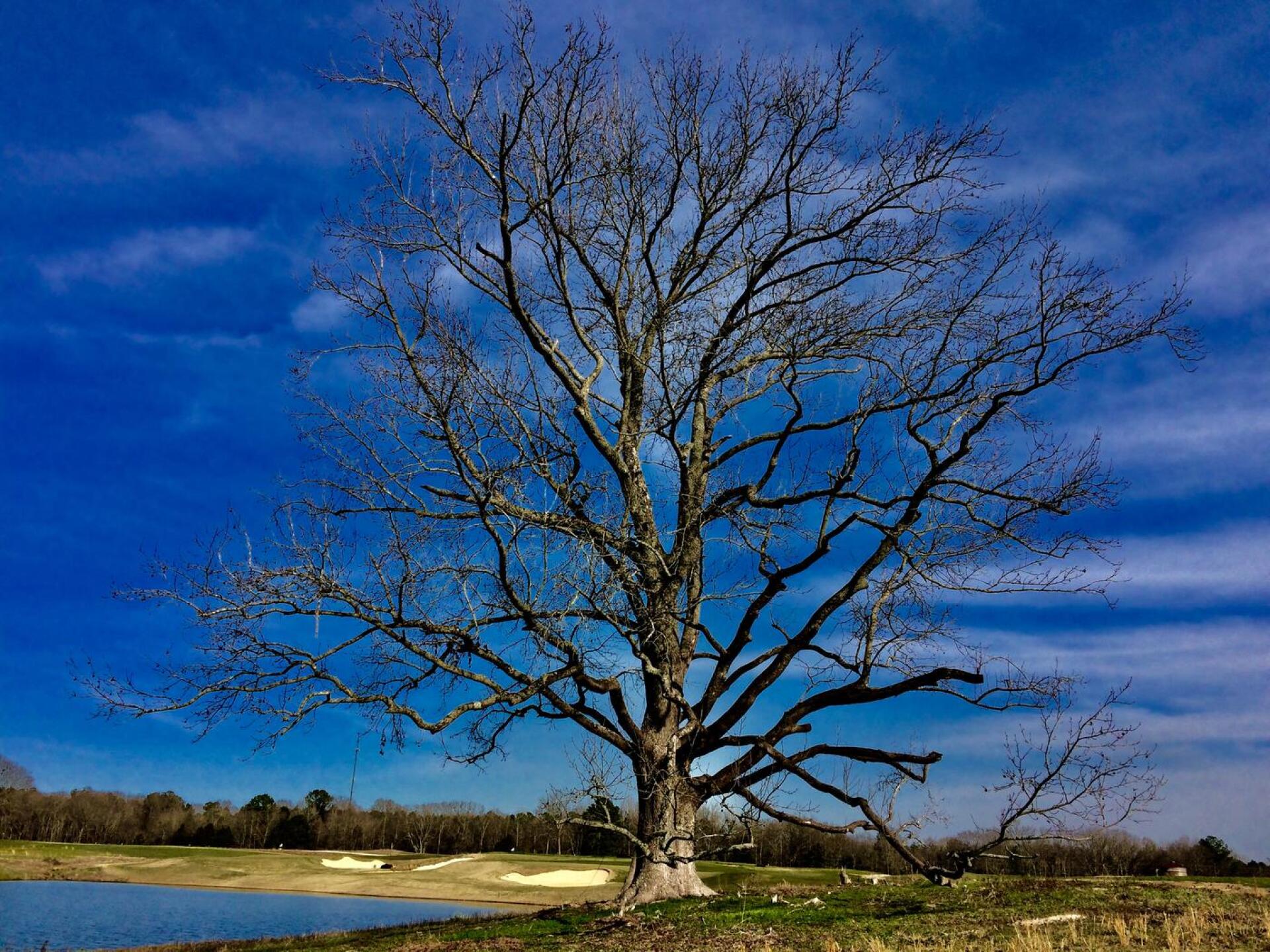 One of the massive, mature trees on the property that lends it name to the club. This one guards the left side of the 18th fairway. (Photo submitted by BrandonWebb on 03/05/2017)