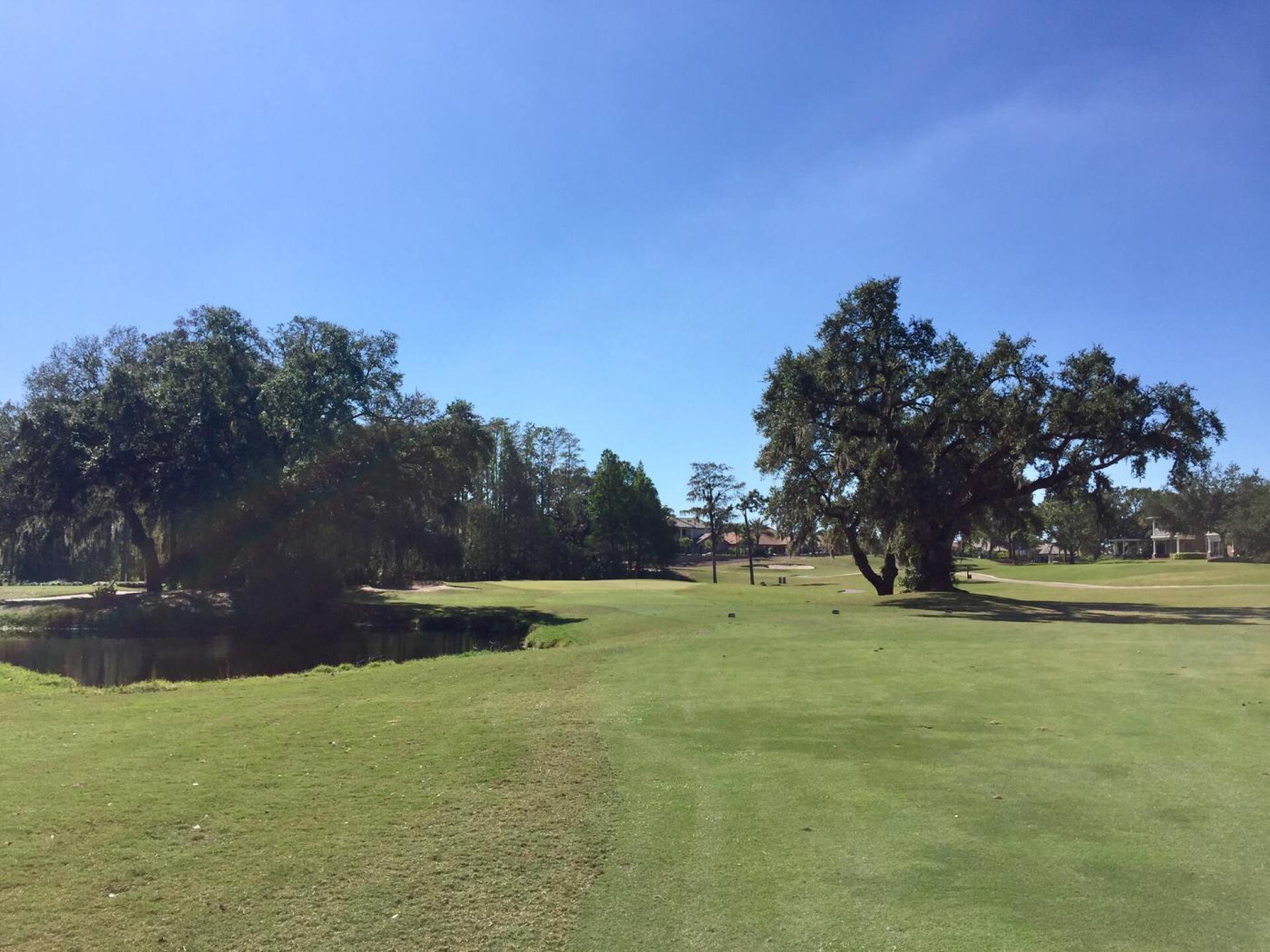 At Innisbrook - Island's par-4 16th, stay left off the tee so that the big tree doesn't interfere with your approach shot. (Photo submitted by TimGavrichGP on 12/20/2017)