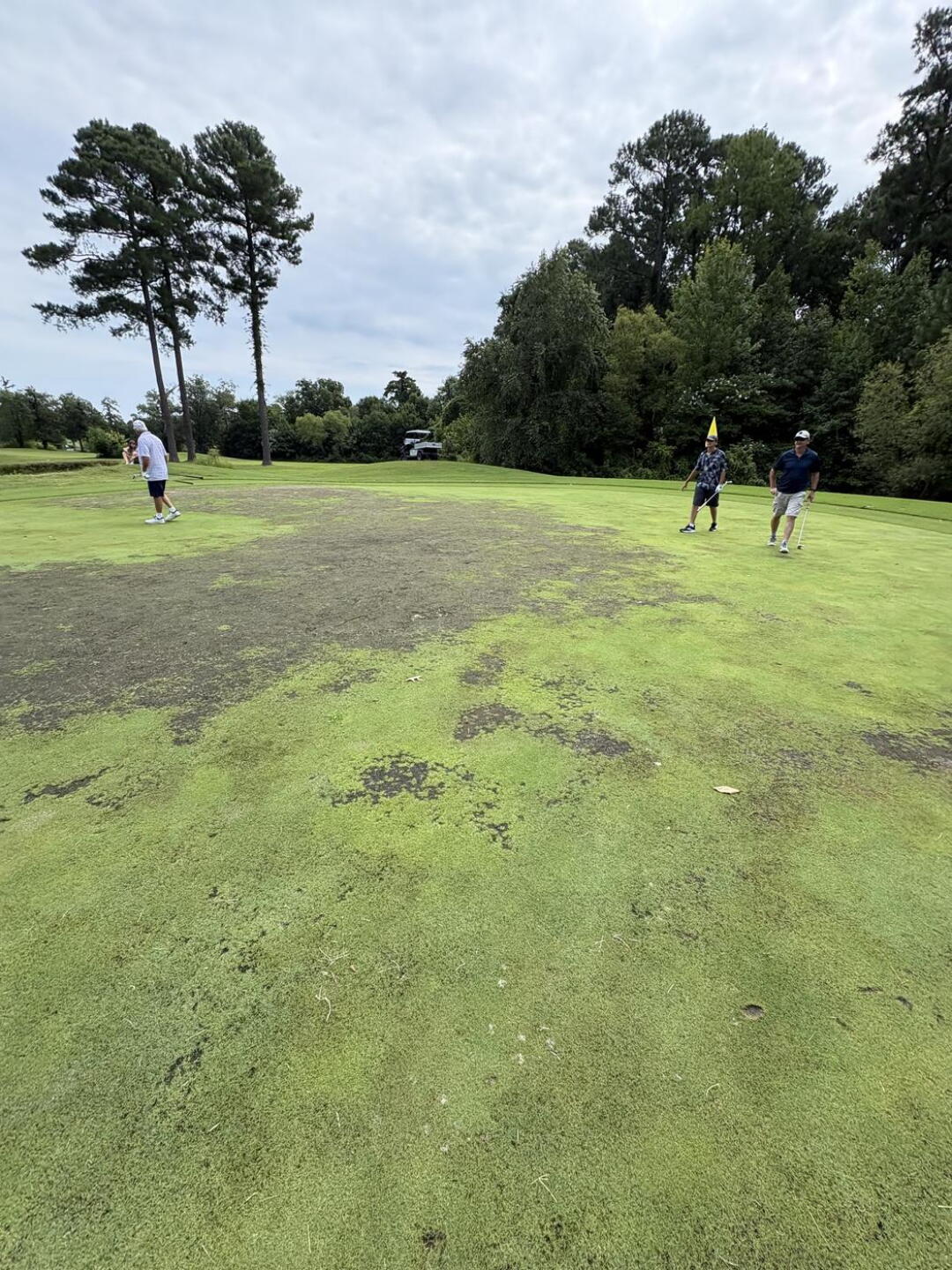 All greens bad (Photo submitted by 8505000891453003679 on 08/16/2026)