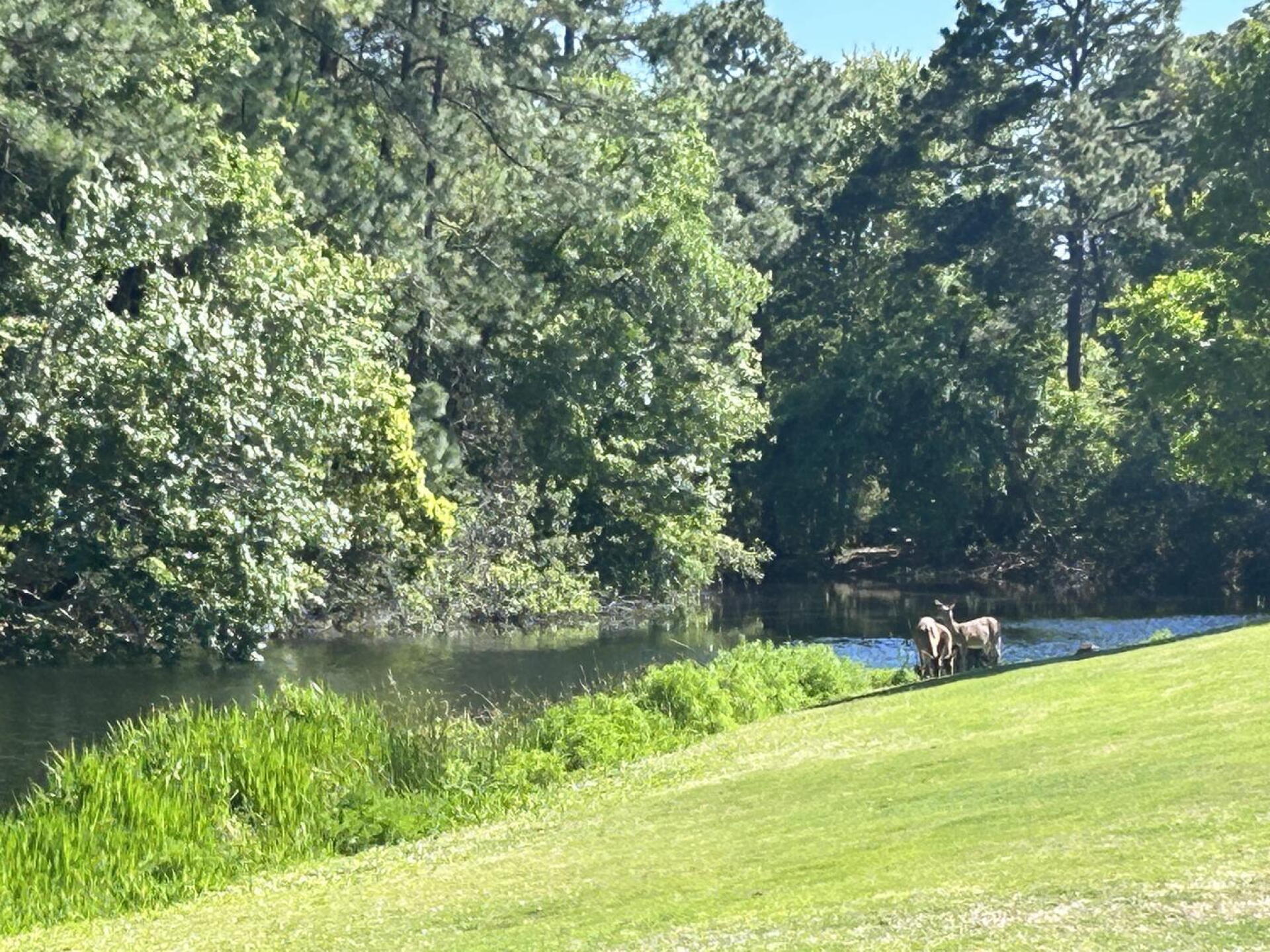 deer on back 9 (Photo submitted by 2gD9JNH2Ti9oRqR2VXxE on 04/25/2024)