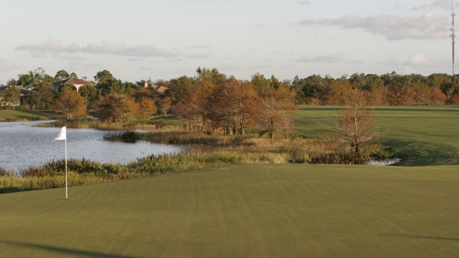 Sandhill Crane GC